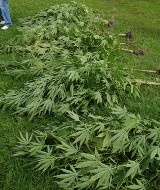 Gm. Cyców: Plantację marihuany urządził w babcinym ogródku