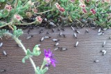 Latające mrówki – w lipcu mogą wpaść do twojego mieszkania z niezapowiedzianą wizytą. Jest coś, co je odstraszy