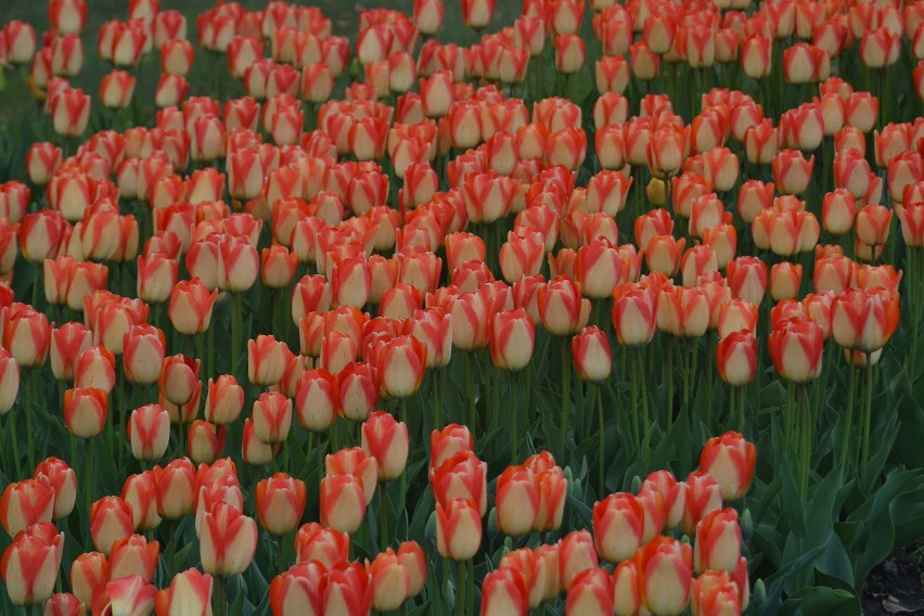 Niektóre odmiany tulipanów są dwukolorowe