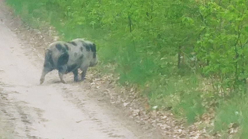 Świnka wietnamska spacerowała po lesie w okolicy Łośna pod...