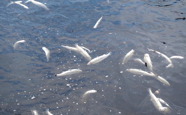 Katastrofa ekologiczna w powiecie białogardzkim. Tysiące śniętych ryb w rzece Liśnica