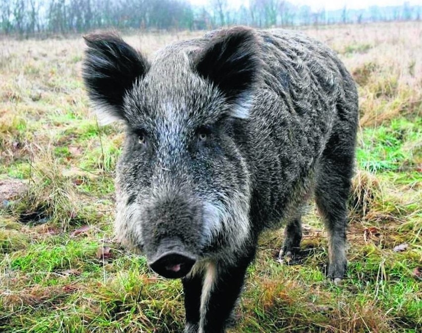 Będą polowania na dziki w obwodach łowieckich położonych w...