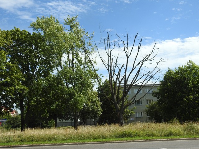 Mieszkaniec Białegostoku zwraca uwagę na słaby stan drzew przy niektórych ulicach w Białymstoku.