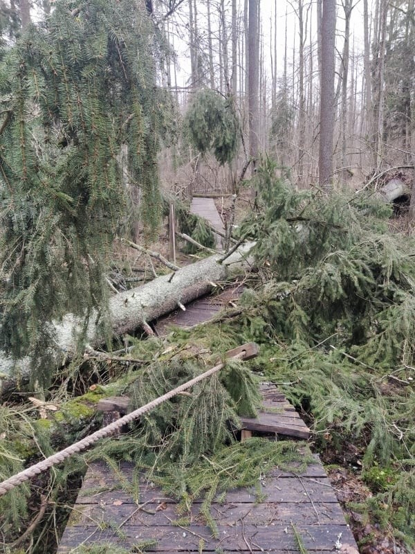 Wiatr połamał drzewa w Puszczy Białowieskiej. Zamknięta jest scieżka Żebra Żubra