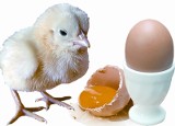 Jajko i mięso kurze - plusy i minusy dla zdrowia