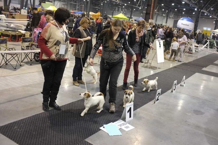 Wystawa psów na Expo Silesia w Sosnowcu