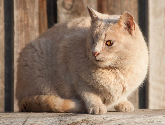 Fundacja Kotkowo organizuje sterylizację kotów i kotek