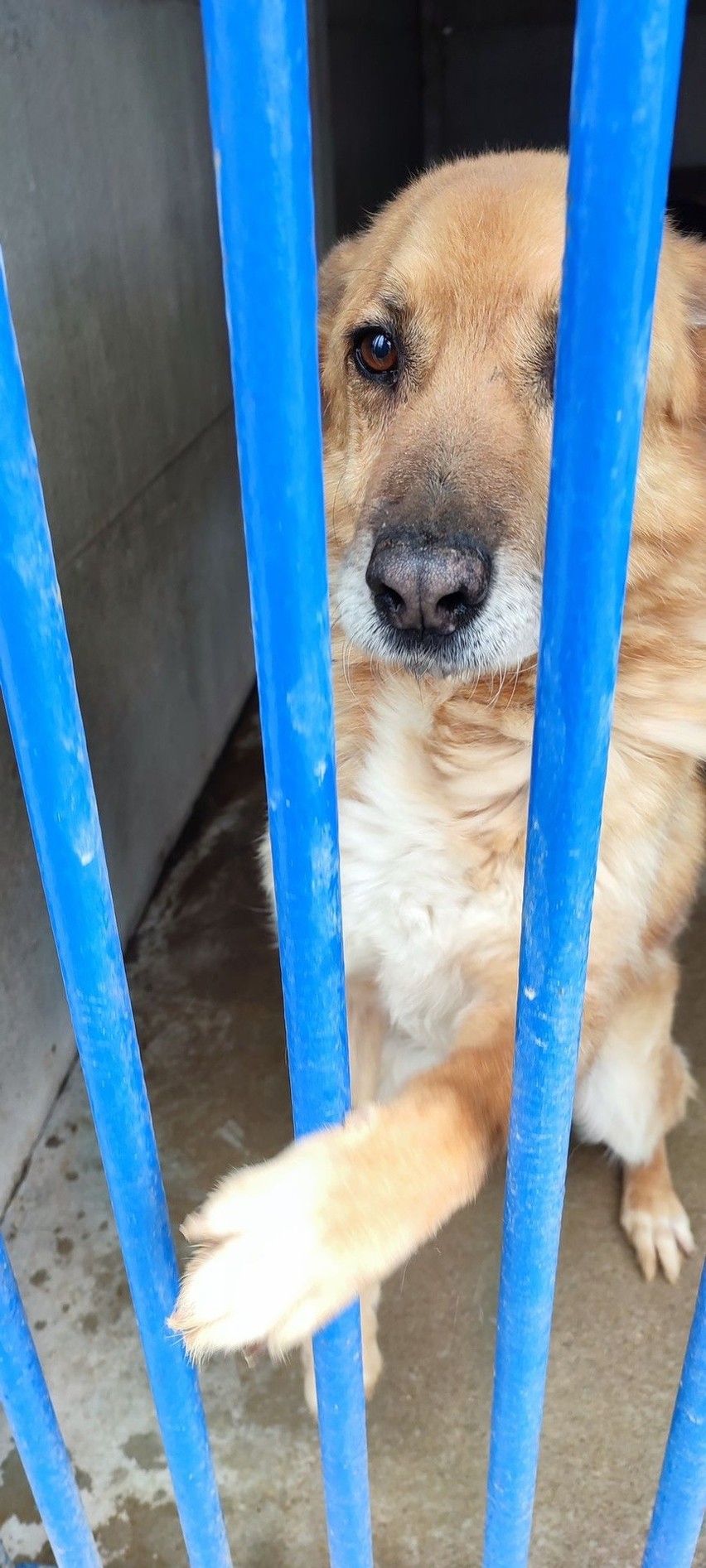 10-letni Libro, psi kundelek bez szans na adopcję, zamieszkał na terenie spółki PGKiM w Aleksandrowie Łódzkim. Ratują tu wiele zwierząt
