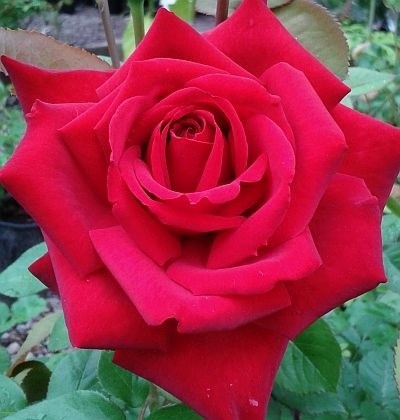 róża burgund