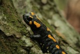 Znalezienie salamandry będzie niedługo graniczyć z cudem? Żab i innych płazów też jest coraz mniej. Wszystko przez zmiany klimatu