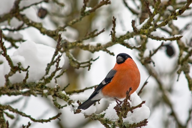 Gila nie da się pomylić z żadnym innym ptakiem, a zimą jeszcze łatwiej dostrzec go między gałęziami.