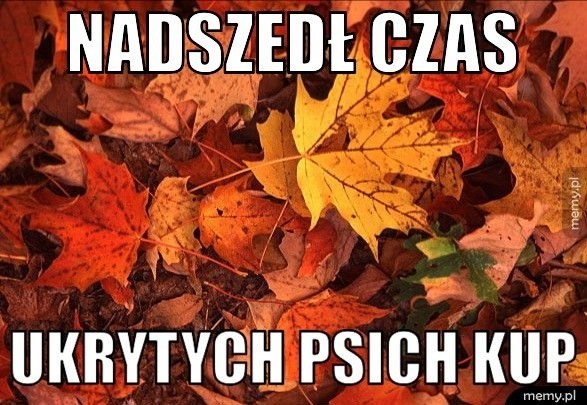 Kim jest jesieniara? Memy o jesieniarach już powstały, choć...