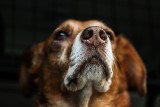 Czy psy mogą wykrywać chorych na COVID-19? Badania na to wskazują. Psy mają być szkolone do wykrywania zarażonych koronawirusem