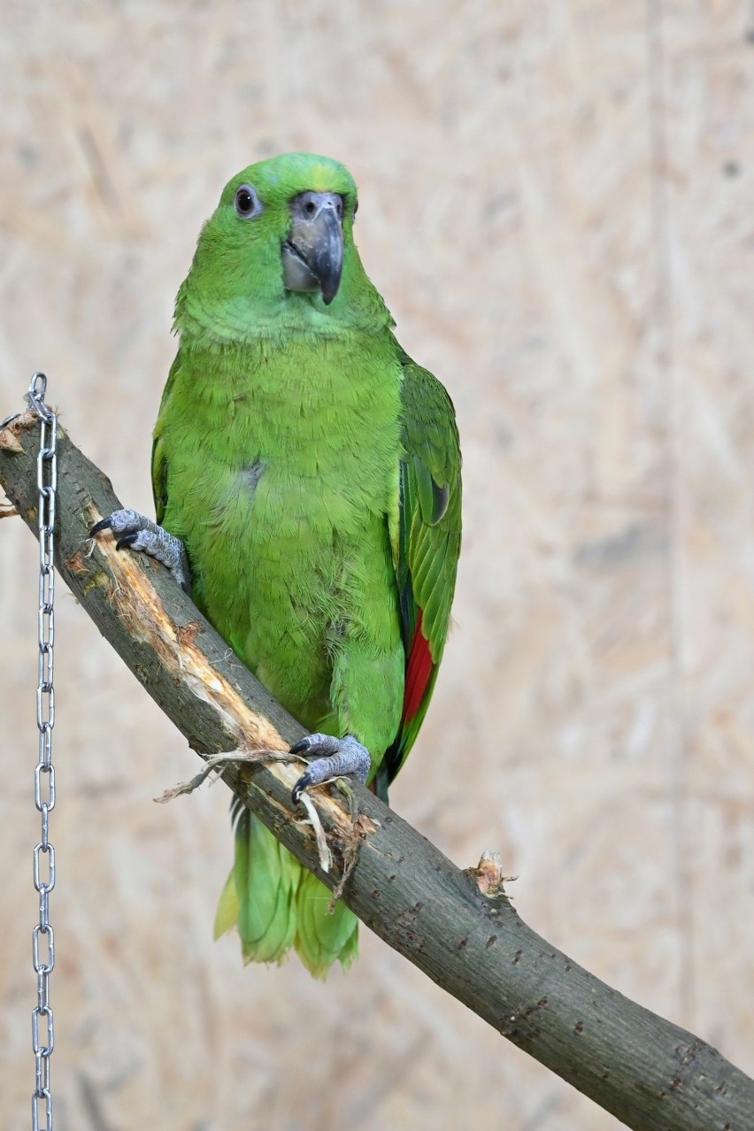 Park Papug powstaje w Parku Rozrywki i Miniatur Sabat Krajno pod Kielcami. Egzotyczne zwierzęta zachwycają. Zobacz zdjęcia i wideo