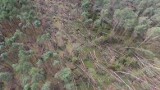 Rytel. Teren lasu, zniszczonego przez nawałnicę, chcą przekształcić w tartak  