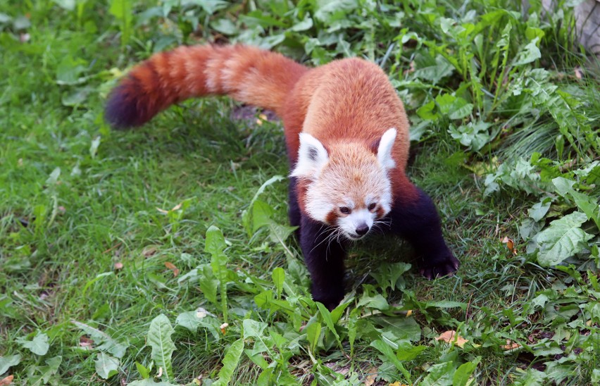 W łódzkim zoo urodziły się kangur, kudu i panda, wykluły się dzioborożce i kazuar 