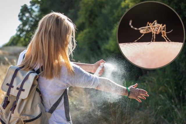 Uciążliwe bzyczenie nad uchem spędza ci sen z powiek? Sprawdź w galerii, jakie są najskuteczniejsze domowe i naturalne sposoby na komary.
