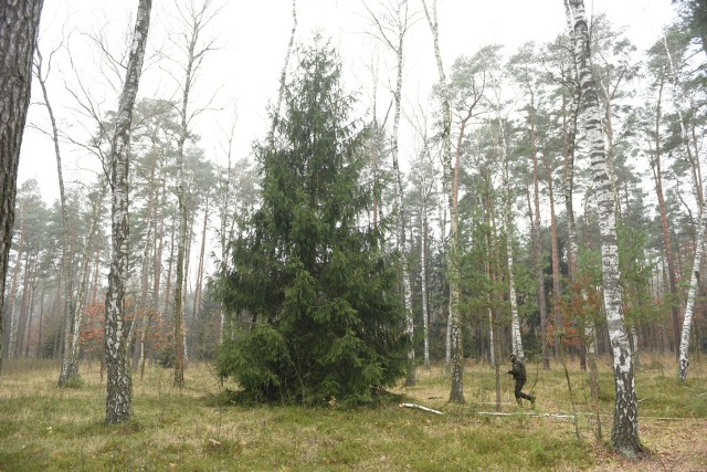 34 choinka "Nowości", która stanie na toruńskim Rynku Staromiejskim 24 listopada, będzie pochodziła z leśnictwa Tokary, które należy do Nadleśnictwa Golub-Dobrzyń