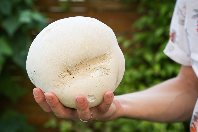 Czasznica olbrzymia to grzyb o wyjątkowym kształcie i rozmiarach. licencja