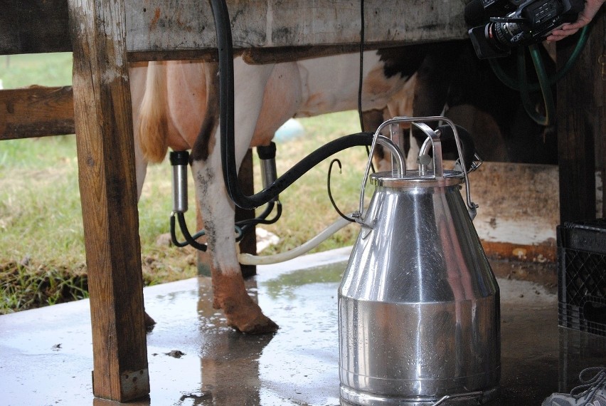 Mleko od krowy po wycieleniu może być przeznaczone do skupu...