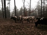Stado krów krąży bez żadnego nadzoru