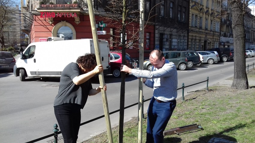 Nowoczesna posadzi w Krakowie ponad 500 drzew