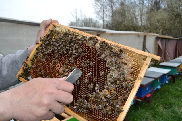Pomimo pogodowych zawirowań, pszczoły nadrabiają zaległości związane z kwietniowym ochłodzeniem. Wówczas zimno wymusiło przerwę w ich pracy.