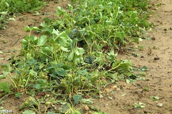 Plantacja truskawek pod Łobzem po nawałnicy.