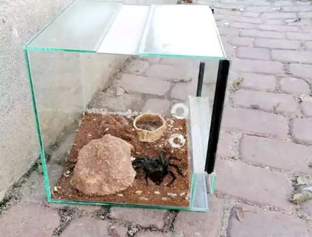 Terrarium z pająkiem zostało wystawione obok bloku przy ulicy Krasińskiego