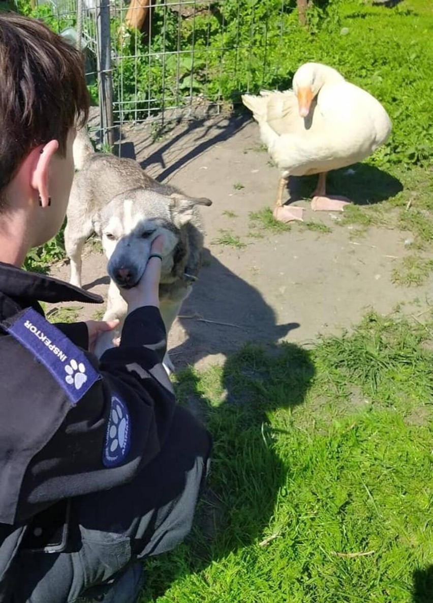 Interwencja OTOZ Animals w powiecie kartuskim. Tosia ma wystające żebra, była głodzona i trzymana na krótkim łańcuchu