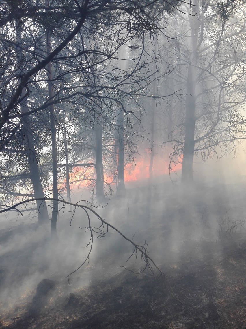 W niedzielę wybuchł pożar lasu w Hucie Brzuskiej koło Birczy...