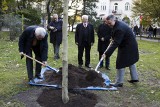 Platan Kościuszki upiększył Planty