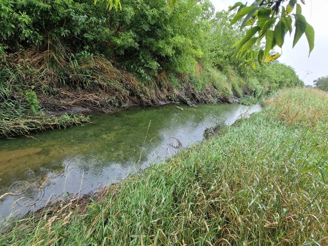 Widoczne zielone zabarwienie rzeki Drwinki