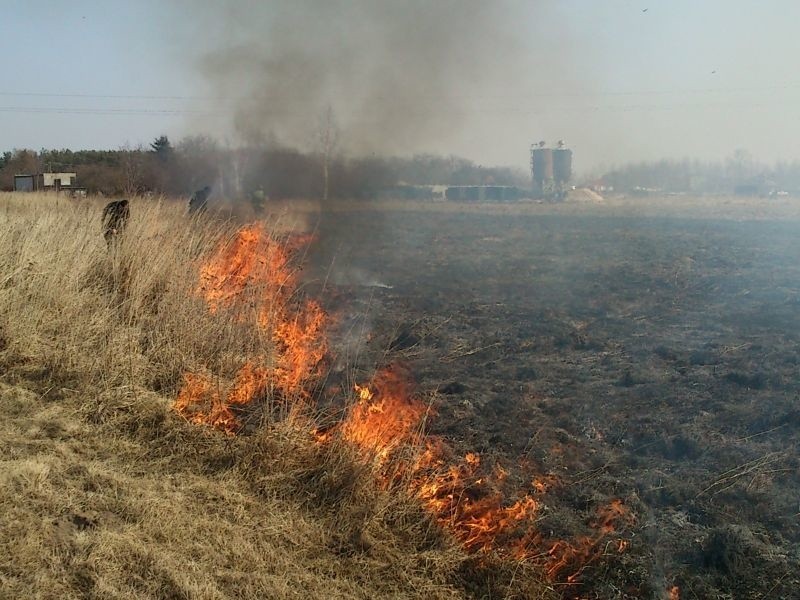 Pożary traw często mają miejsce w Wielogórze. tu płonęły...