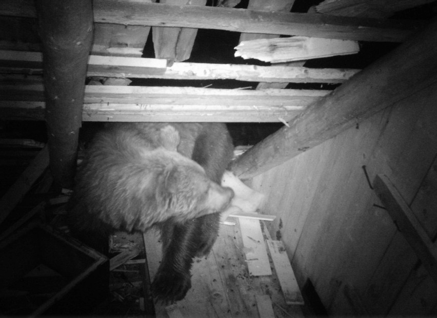 Tatry. Zobacz zniszczenia, jakie wyrządził niedźwiedź szukający miodu
