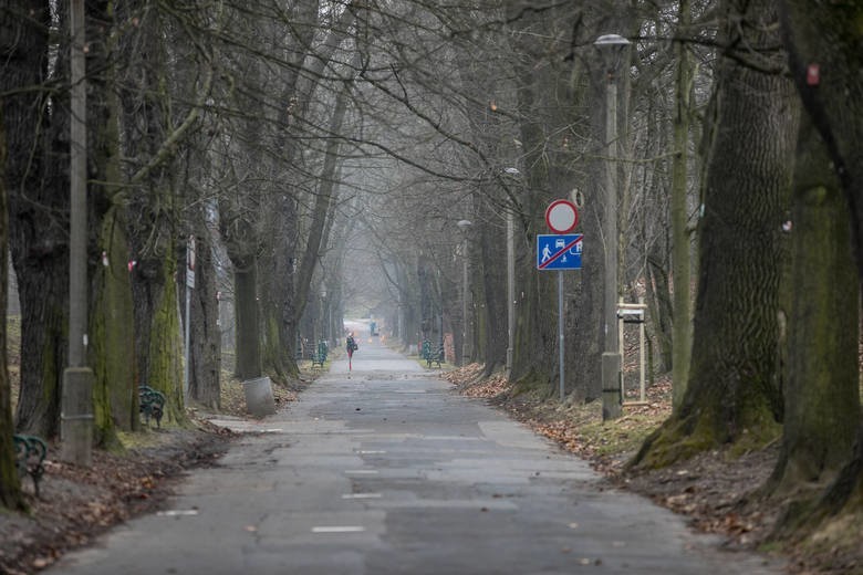 Niekiedy urzędnicy starają się uniknąć wycinki. Tak dzieje...