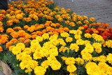 Kwiatki na Dzień Matki. Kolejna akcja ekologiczna w CH Plaza Ruda Śląska zakończona sukcesem