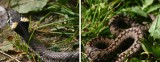 Uwaga na węże w Bieszczadach (zdjęcia)