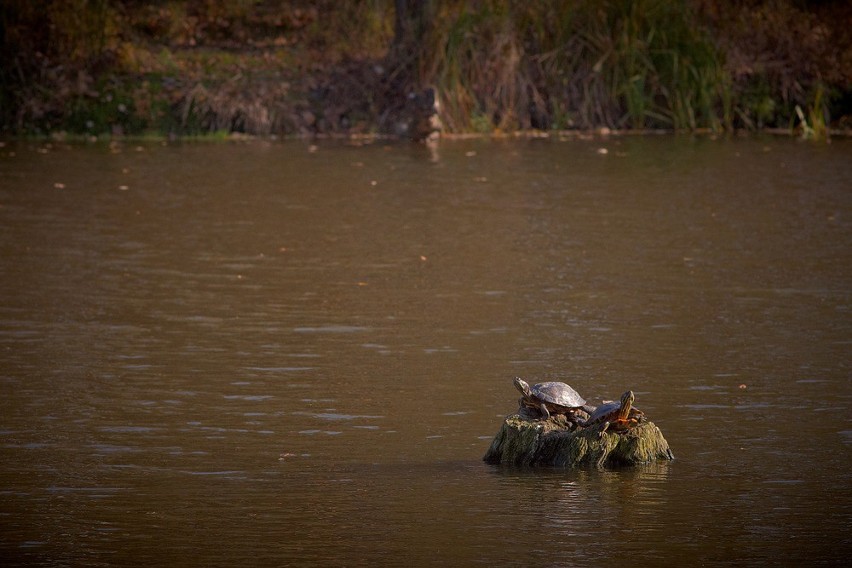 Zalew Zemborzycki: Porzucone żółwie to duży problem