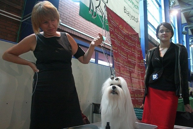 Międzynarodowa wystawa psów rasowych ściągnęła do Białegostoku półtora tysiąca urodziwych psów i właścicieli