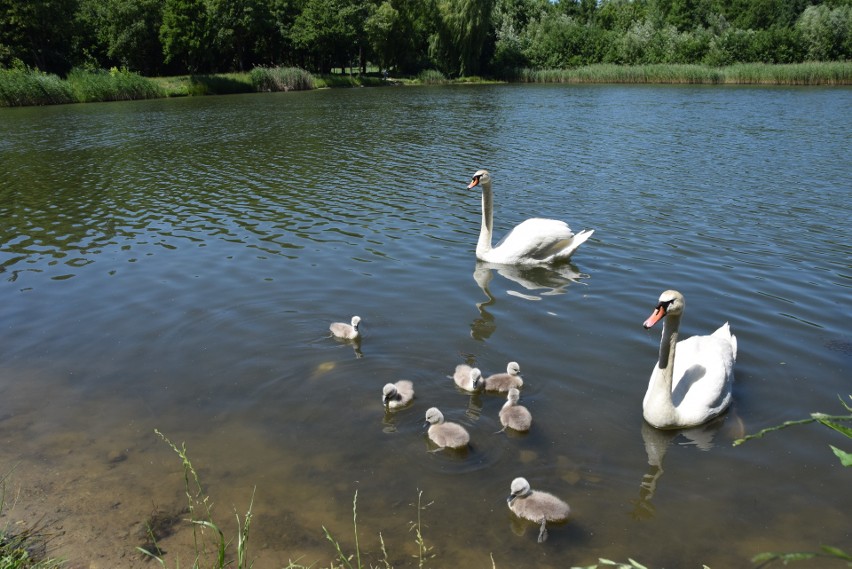 Rodzina łabędzi (staw Hutnik Park Śląski)