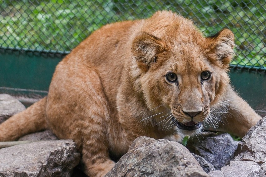 Kizi i Leosia zwiedzający zoo nie mogą zobaczyć "na żywo"