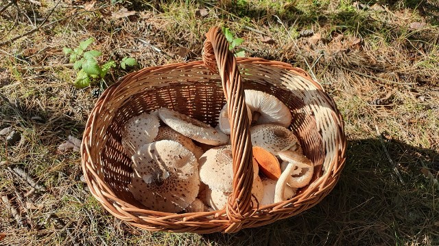 Kanie, dwa kozaki, kilka maślaków, 4 rydze - tyle grzybów uzbierał Krzysztof w czwartek w okolicach Radomic i Morawicy. Zobacz też inne zbiory świętokrzyskich grzybiarzy>>>