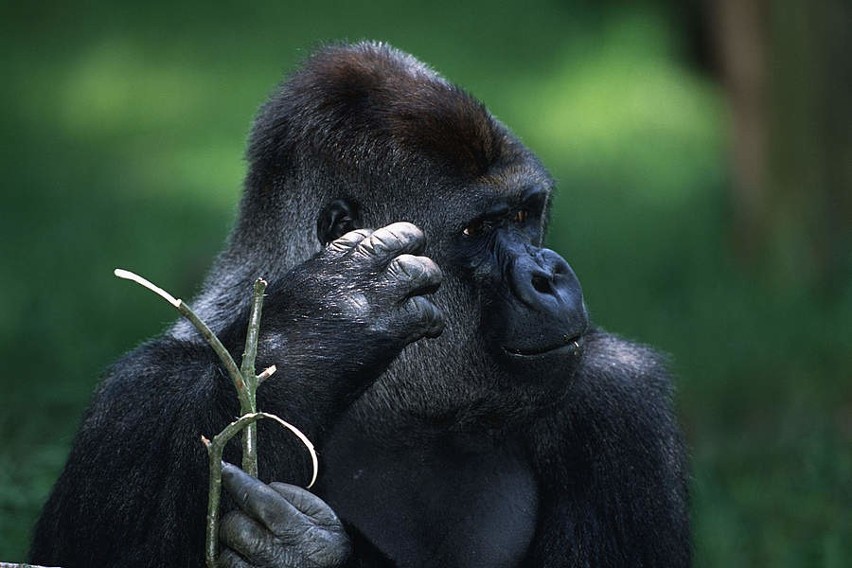 Goryl górski (Gorilla beringei beringei) W ich naturalnym...