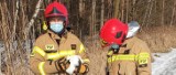 Strażacy z Nowej Dęby w Alfredówce uratowali czaplę