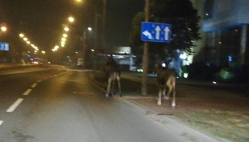 Zwierzęta pojawiły się w Pile na alei Poznańskiej