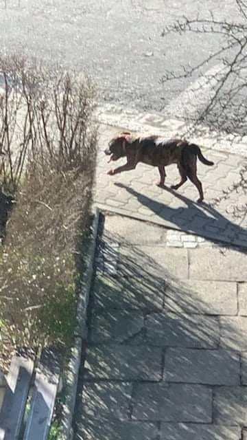 Pies zagryzł sarenkę na wrocławskim Brochowie. Mieszkańcy są przerażeni [ZDJĘCIA]