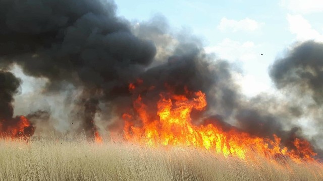 W poniedziałek około godziny 14 doszło do pożaru trzciny pomiędzy miejscowościami Dobiesławiec i Podamirowo w gminie Będzino. Jak można przeczytać na profilu Ochotniczej Straży Pożarnej w Będzinie oprócz nich na miejscu działały także trzy zastępy z JRG nr 1 i 2 z Koszalina oraz dwa zastępy z OSP Mścice. W wyniku pożaru spaleniu uległ pas brzegowy Jeziora Jamno na odcinku ok 1,5 kilometra. Zobacz także: Pożar w Koszalinie
