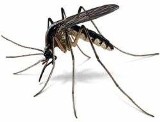 Problem z komarami w końcu zniknie? Do walki z nimi szykują się zawodowcy
