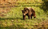 Niedźwiedź upodobał sobie pasiekę koło lasu w centrum Rytra